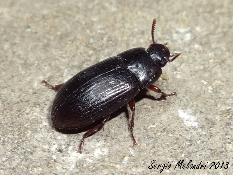 Identificazione - Alphitobius diaperinus (Tenebrionidae)